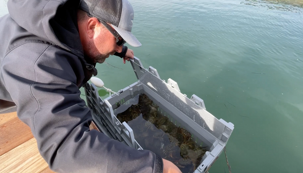Lobster Crates or Lobster Totes Used as a Live Bait Pen
