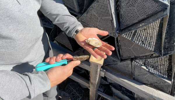 Tips on Shucking an Oyster