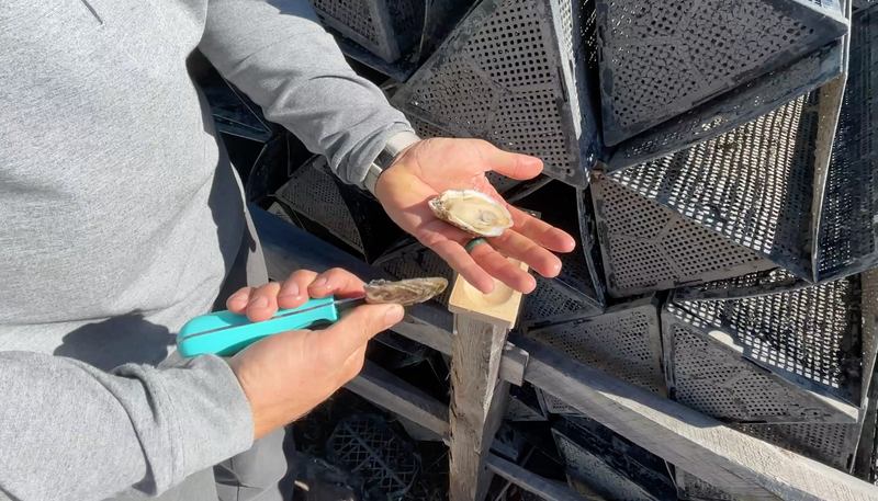 Tips on Shucking an Oyster