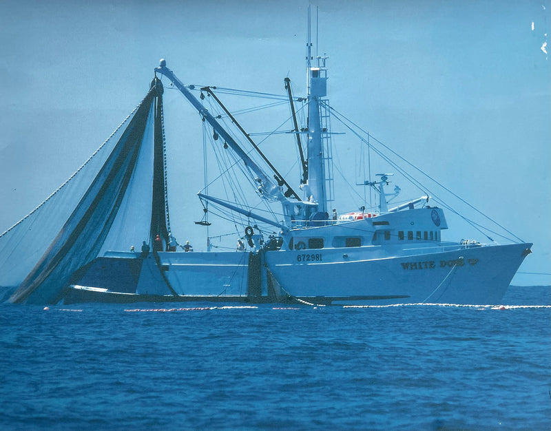 White Dove - Giant Fish 8mm - Circa 1970